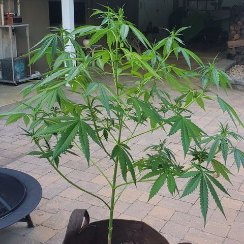 Grandaddy Purple growlog photo: Pre, post trim with trimmings.