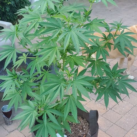 Grandaddy Purple growlog photo: Pre, post trim with trimmings.