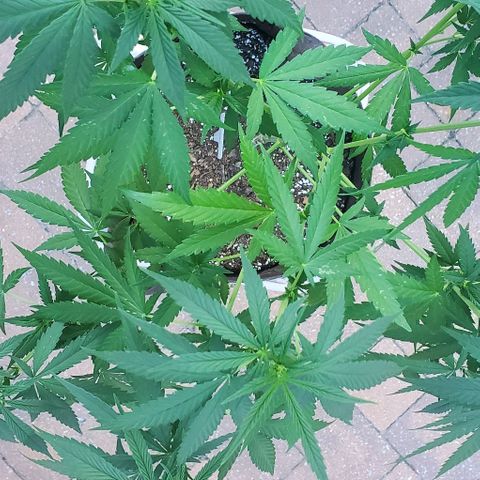 Grandaddy Purple growlog photo: Pre, post trim with trimmings.
