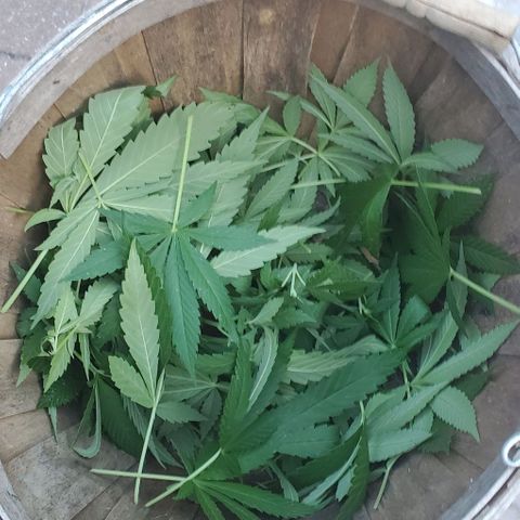 Grandaddy Purple growlog photo: Pre, post trim with trimmings.