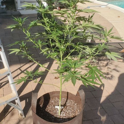 Grandaddy Purple growlog timeline photo