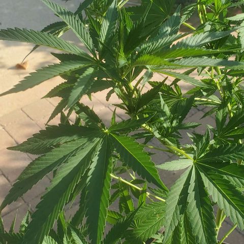 Grandaddy Purple growlog timeline photo