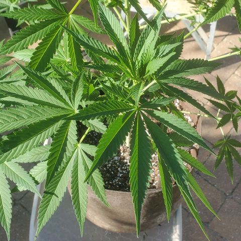 Grandaddy Purple growlog timeline photo