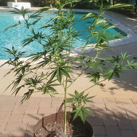 Grandaddy Purple growlog timeline photo