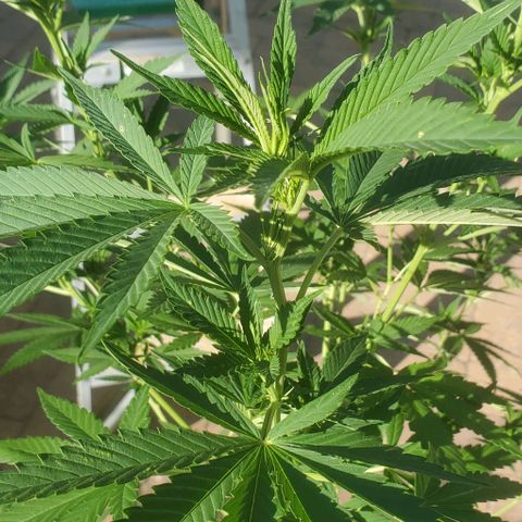 Grandaddy Purple growlog timeline photo