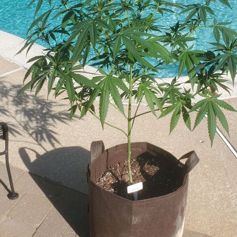 White Berry growlog timeline photo