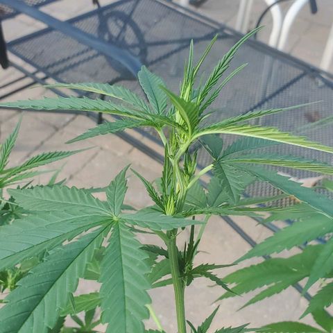 White Berry growlog timeline photo