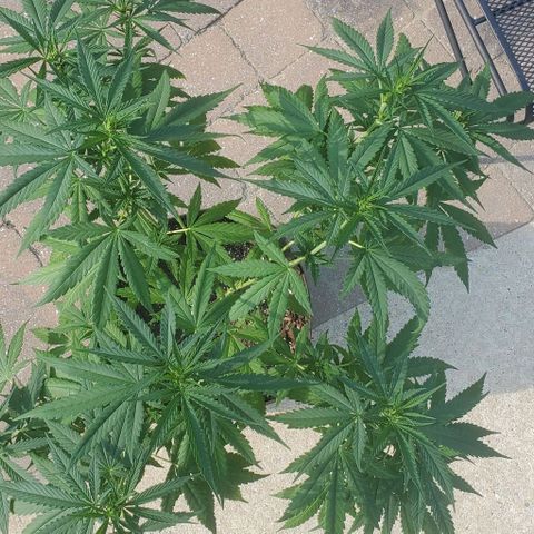 White Berry growlog timeline photo