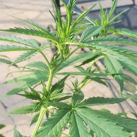 White Berry growlog timeline photo