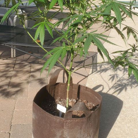 White Berry growlog timeline photo