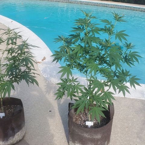 White Berry growlog photo: White Berry left
Grandaddy Purple right
