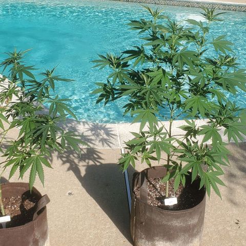 Grandaddy Purple growlog photo: White Berry left
Grandaddy Purple right