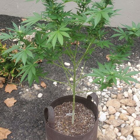 Grandaddy Purple growlog photo: Trimmed larger fans, osmocote and water