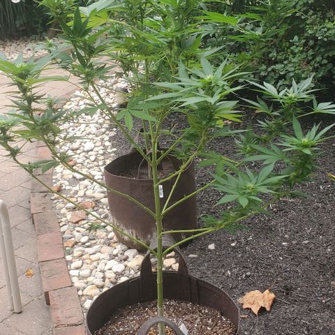 Grandaddy Purple growlog photo: Trimmed larger fans, osmocote and water