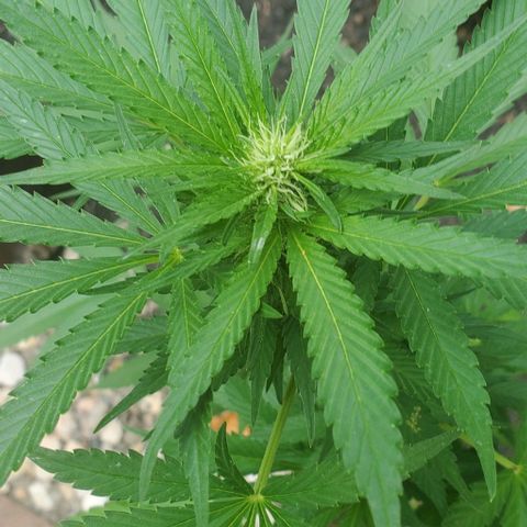 Grandaddy Purple growlog photo: Trimmed larger fans, osmocote and water