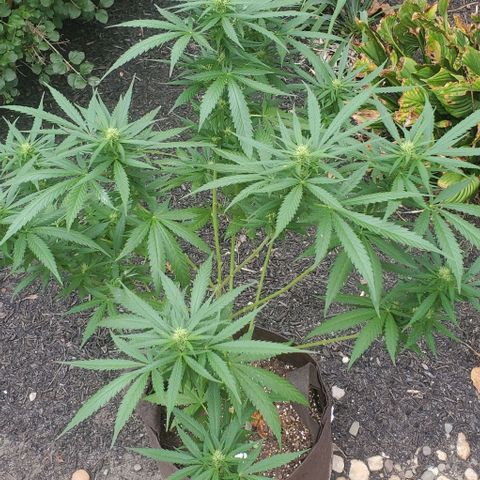 White Berry growlog timeline photo