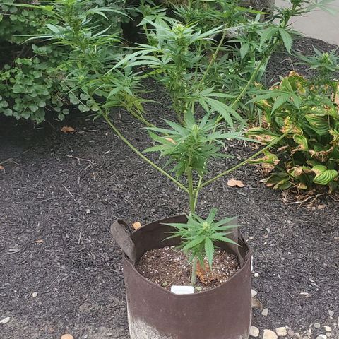 White Berry growlog photo: Trimmed larger fans, osmocote and water