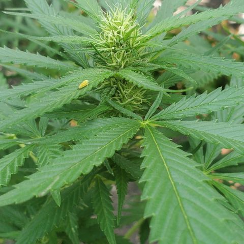 White Berry growlog timeline photo