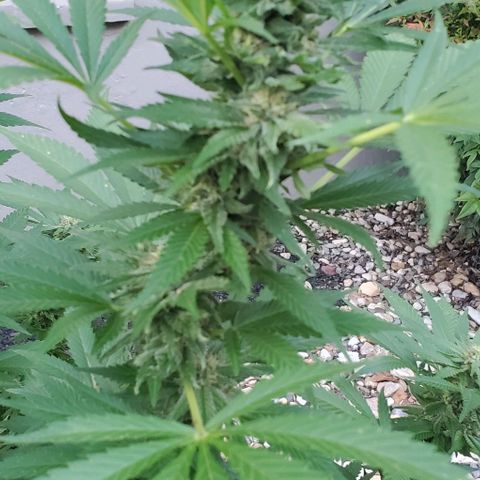 White Berry growlog timeline photo