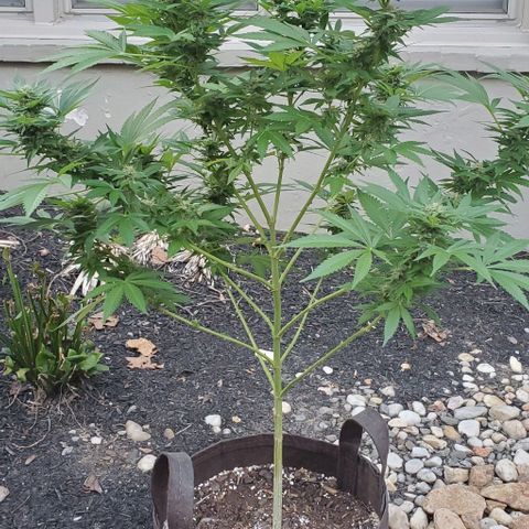 White Berry growlog timeline photo