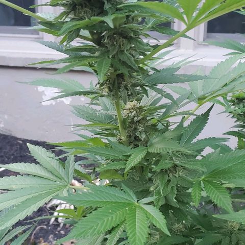 White Berry growlog timeline photo