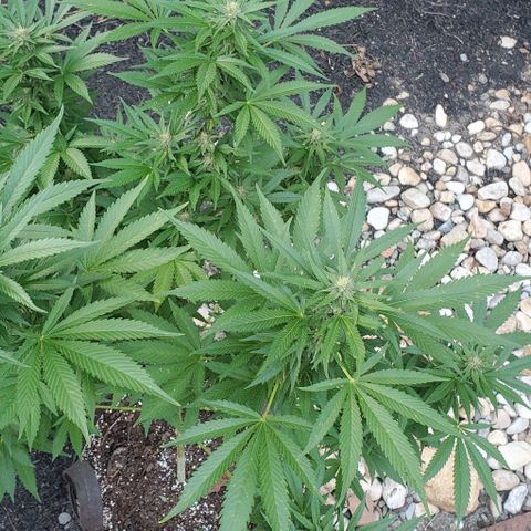 White Berry growlog timeline photo