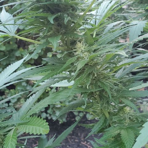 Grandaddy Purple growlog timeline photo