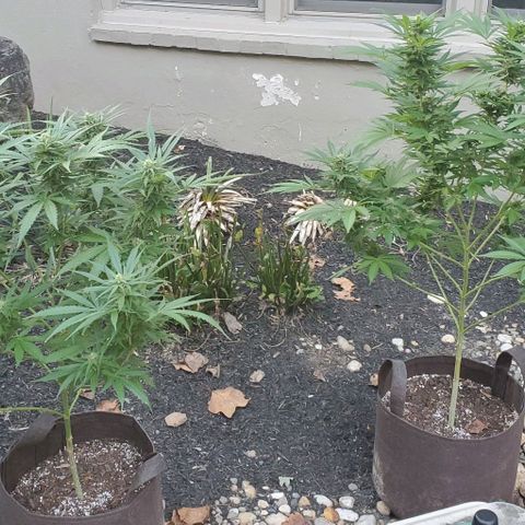 Grandaddy Purple growlog timeline photo