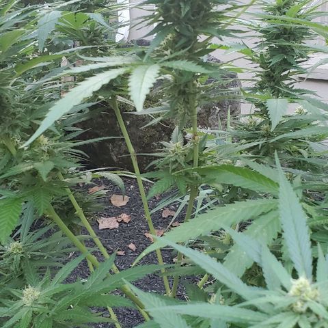 Grandaddy Purple growlog timeline photo
