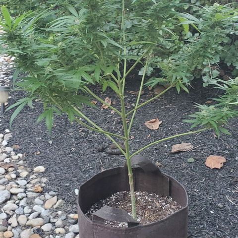 Grandaddy Purple growlog timeline photo
