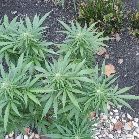 Grandaddy Purple growlog timeline photo