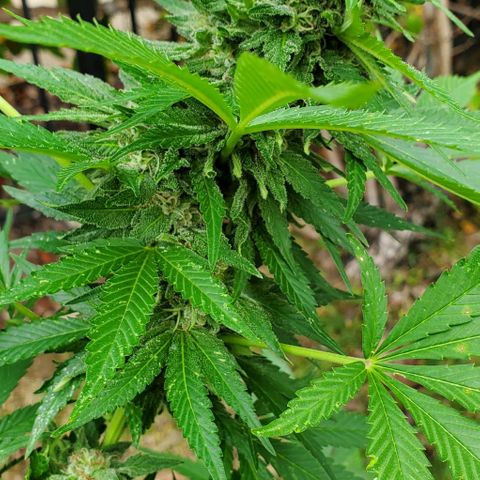 Grandaddy Purple growlog photo: Are we ready for harvest yet? 