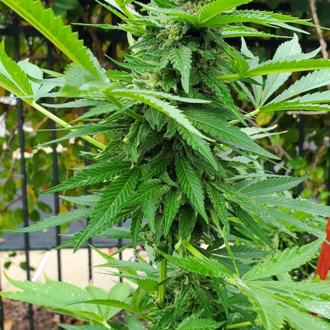 Grandaddy Purple growlog photo: Are we ready for harvest yet? 