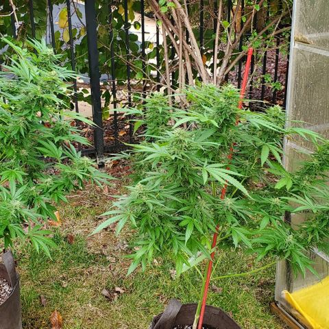 Grandaddy Purple growlog photo: Are we ready for harvest yet? 