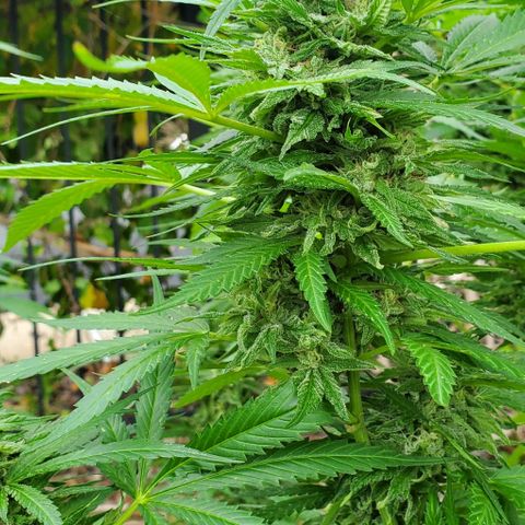 White Berry growlog photo: Are we ready for harvest yet?