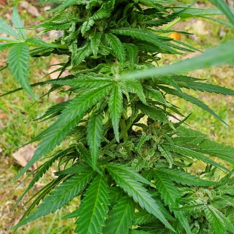 White Berry growlog photo: Are we ready for harvest yet?