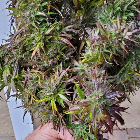 Grandaddy Purple growlog photo: A bouquet of love!