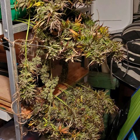 Grandaddy Purple growlog photo: A bouquet of love!
