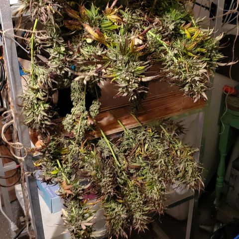 White Berry growlog photo: These ladies made some gorgeous bouquets!