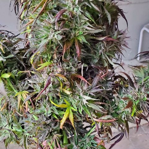 White Berry growlog photo: These ladies made some gorgeous bouquets!