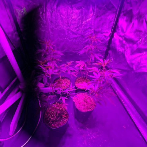 Cherry #1 growlog timeline photo