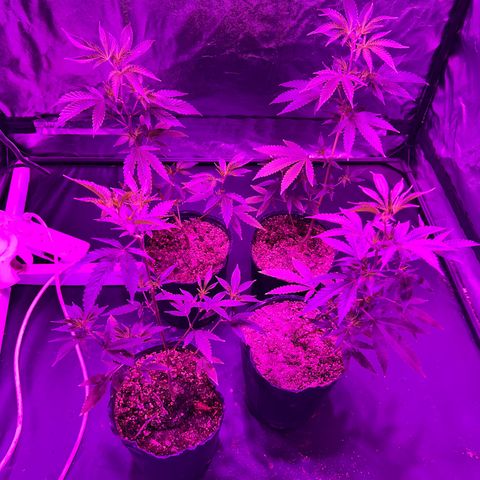 Cherry #1 growlog timeline photo