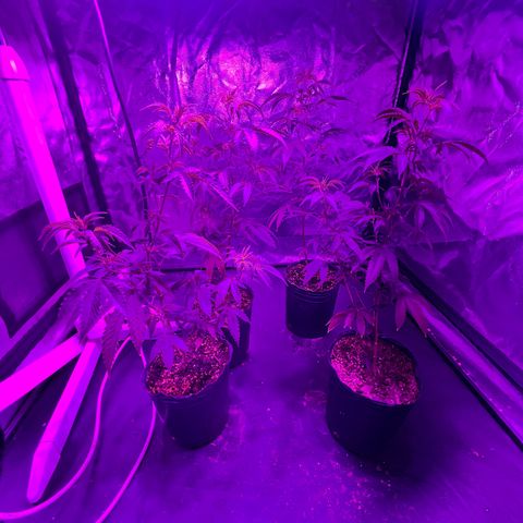 Cherry #1 growlog timeline photo