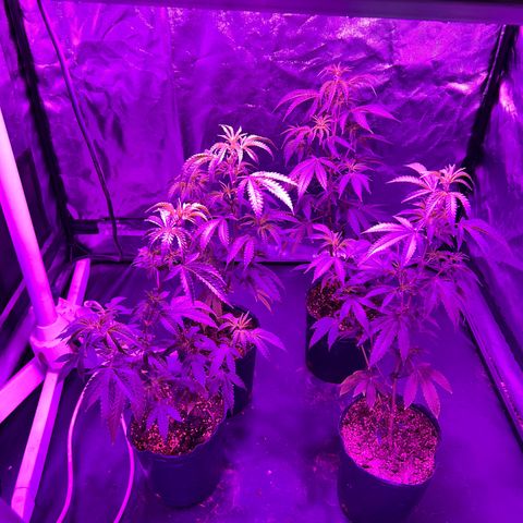 Cherry #1 growlog timeline photo