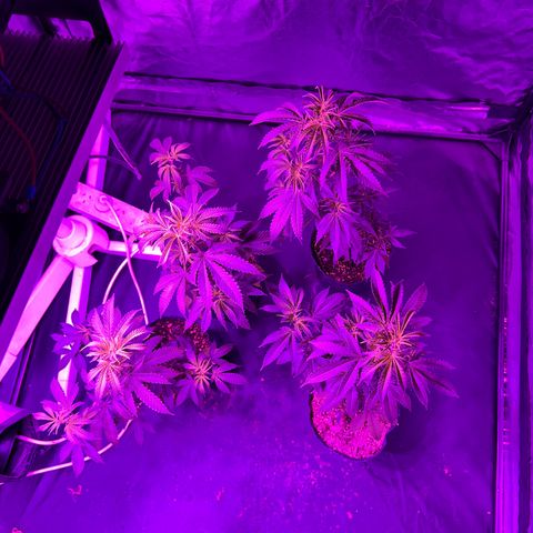 Cherry #3 growlog timeline photo
