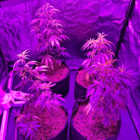 Cherry #1 growlog timeline photo