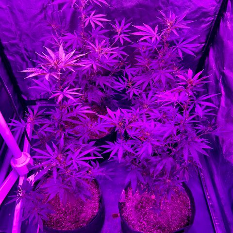 Cherry #1 growlog timeline photo