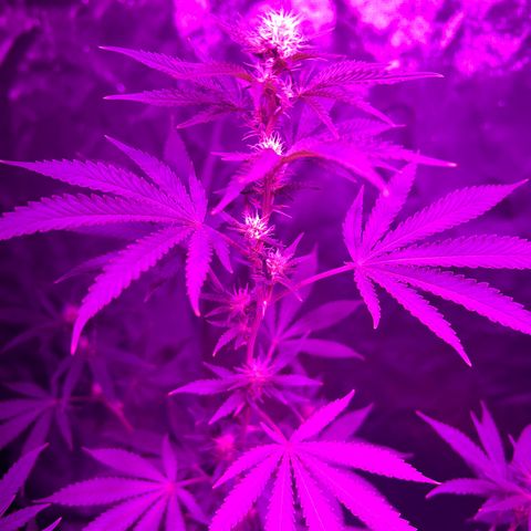 Cherry #1 growlog timeline photo