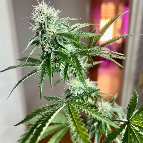 Cherry #1 growlog timeline photo