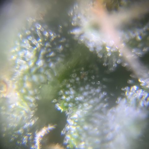Cherry #1 growlog timeline photo